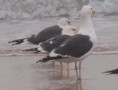 /album/photogallery/kelp-gull-no-3-at-tanji-beach-jpg/